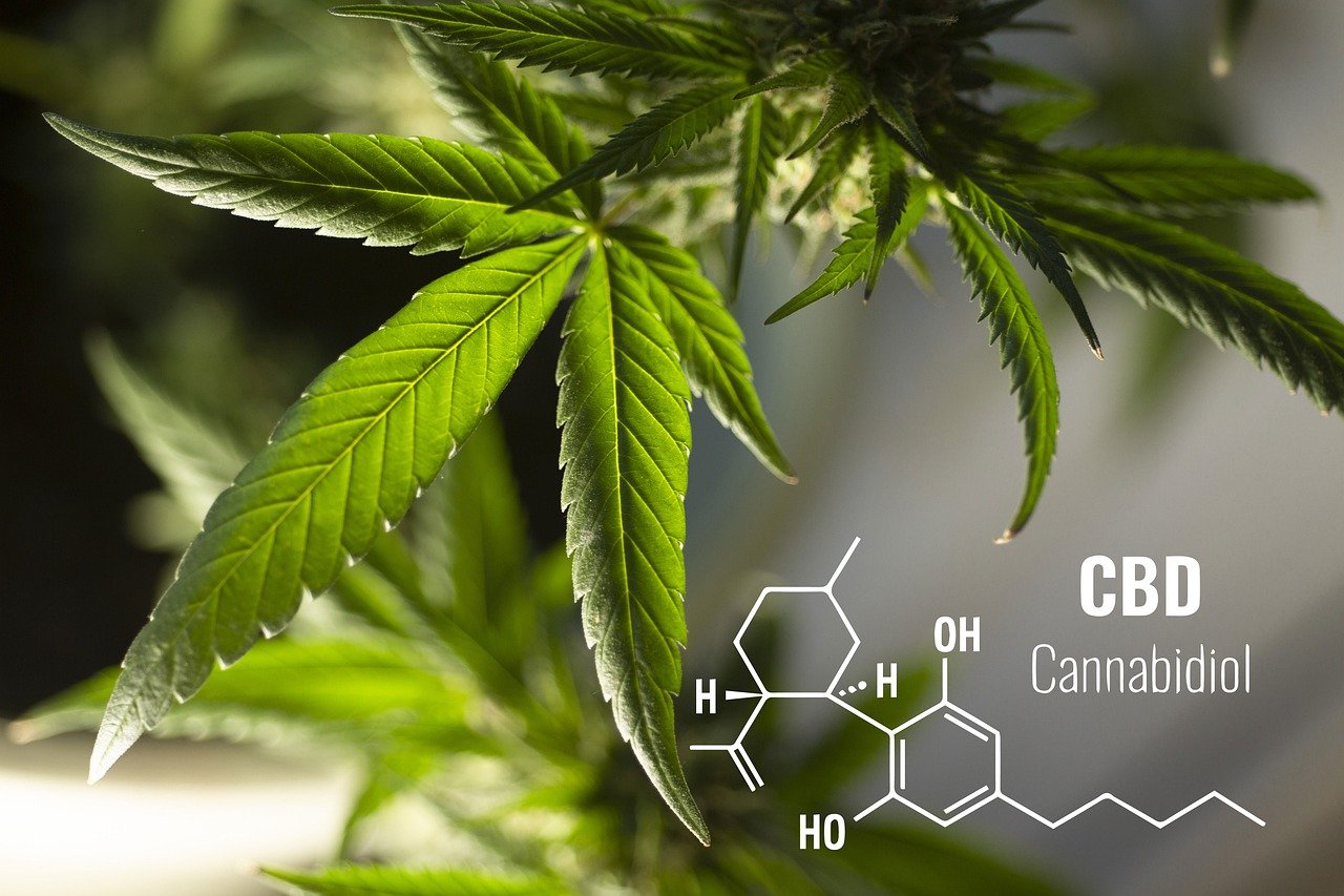 איך מייצרים שמן CBD
