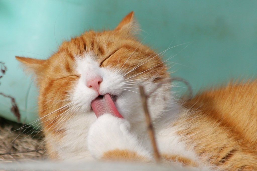 CATS