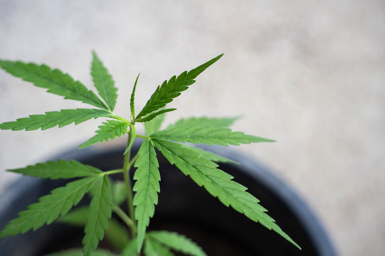 CBD בישראל - מה החידושים והמוצרים הנבחרים ביותר?