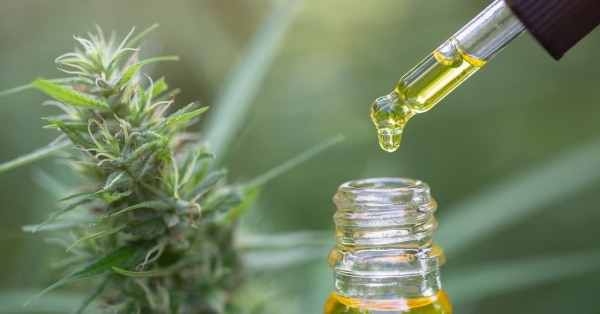 שמן CBD על פרח המפ